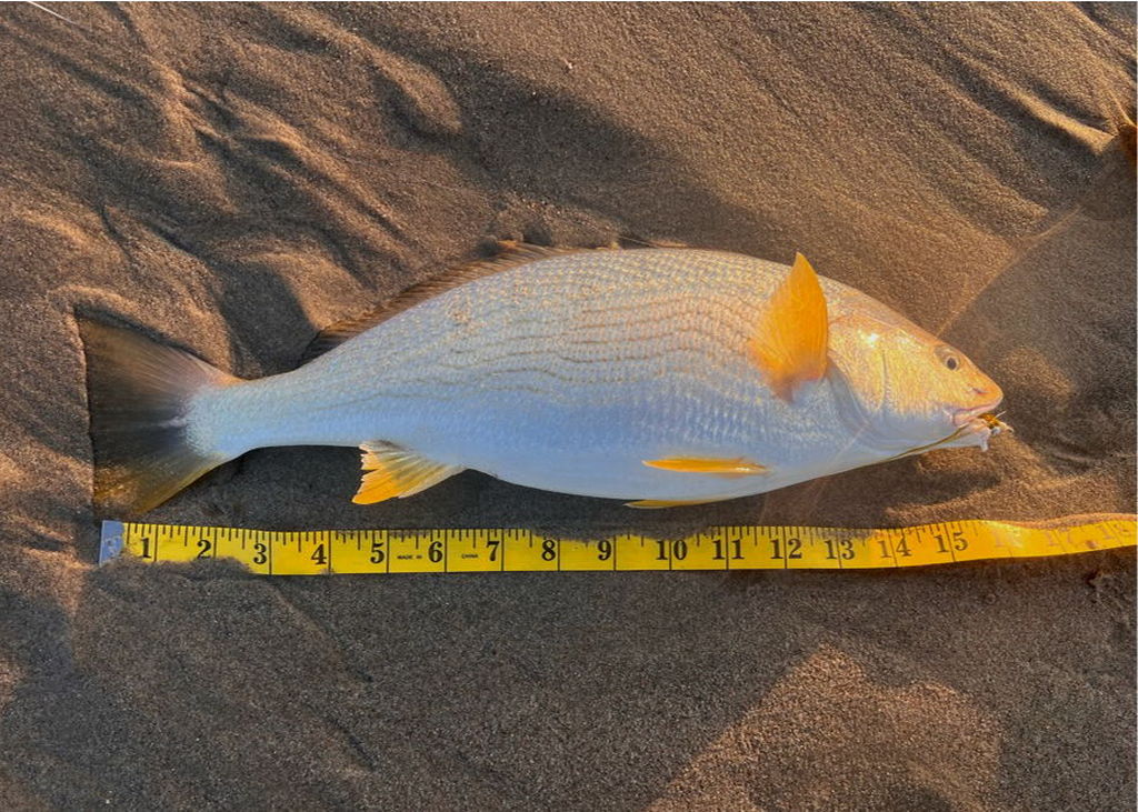 Fly - Derek Smith Yellowfin Croaker